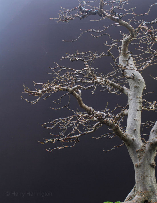 hornbeam bonsai